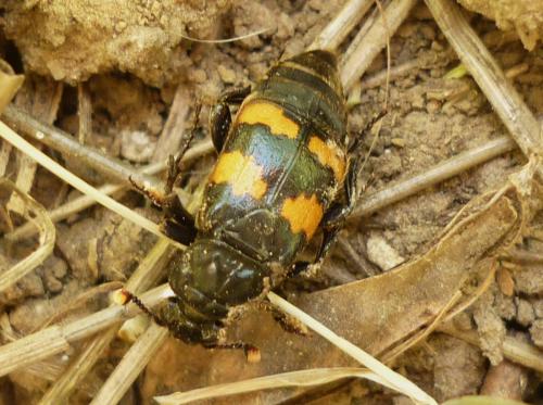 Réf. 274 077 : Nicrophorus interruptus